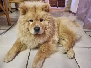 Chow Chow Puppies: Previous Litter SOLD | Future Litters Coming Soon