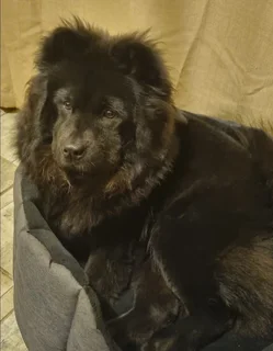 Chow Chow Puppies: Previous Litter SOLD | Future Litters Coming Soon