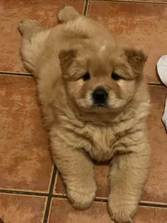 Chow Chow Puppies: Previous Litter SOLD | Future Litters Coming Soon