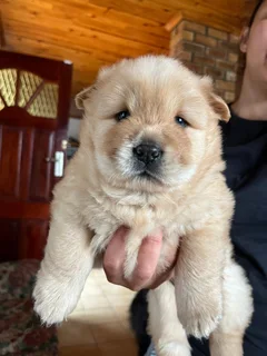 Chow Chow Puppies: Previous Litter SOLD | Future Litters Coming Soon