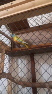 bird cage and a pair of turquozeen grass parakeet