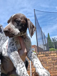 German shorthair pointer puppies
