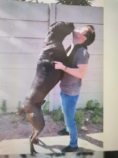 Great Dane puppies for sale