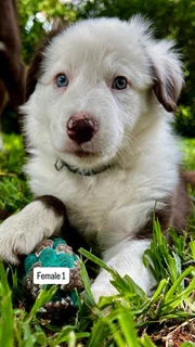 Rare Liver Border Collie Puppies for Sale