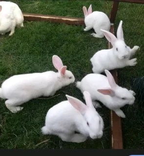 Newzealand White Rabbits For Sale