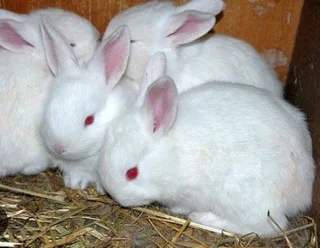 Newzealand White Rabbits For Sale
