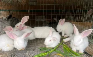 Newzealand White Rabbits For Sale