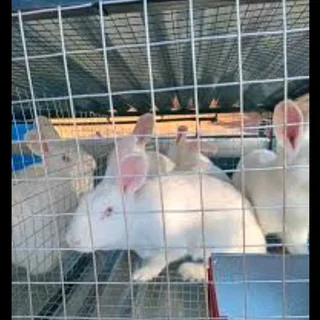 Newzealand White Rabbits For Sale