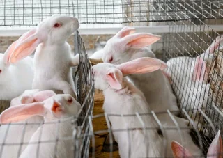 Meat Rabbits For Sale