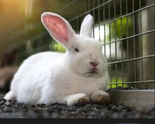 Newzealand White Rabbits For Sale