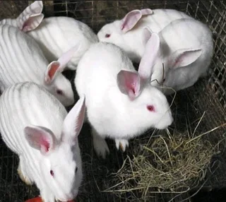 Meat Rabbits For Sale