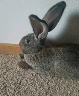 Cute Giant Pet Bunnies For Sale