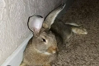 Cute Giant Pet Bunnies For Sale