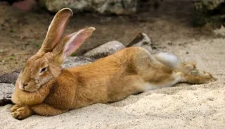 Cute Giant Pet Bunnies For Sale