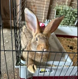 Cute Giant Pet Bunnies For Sale