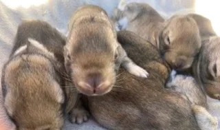 Cute Giant Pet Bunnies For Sale