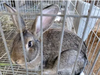 Cute Giant Pet Bunnies For Sale