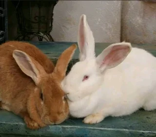 Giant Pet Bunnies For Sale