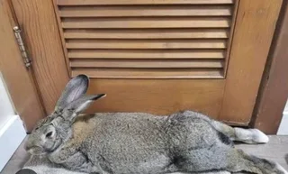 Giant Pet Bunnies For Sale