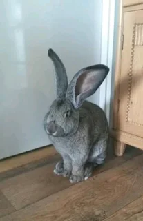Flemish Giant's Rabbits For Sale
