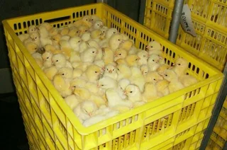 Layer Chicks Day old