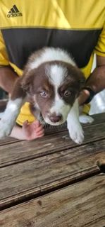 Puppies - Ad posted by Elbie Breytenbach