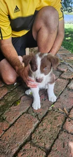 Puppies - Ad posted by Elbie Breytenbach