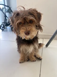 Giving away or puppy Truffle.