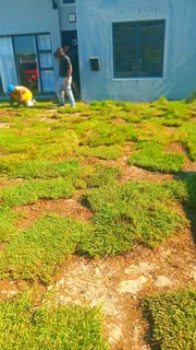 Lawn grass installation and supply
