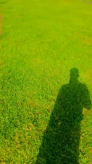 Lawn grass installation and supply