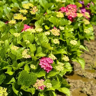 Landscaping/maintenance foreman