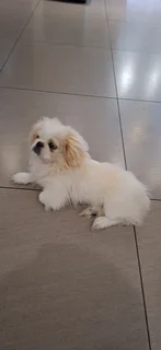 Pekingese puppy