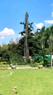 Emergency Tree Removal