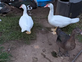 American Peking Duck Female's
