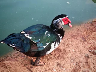 Mascovy ducks for sale