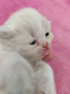 Persian kittens for sale