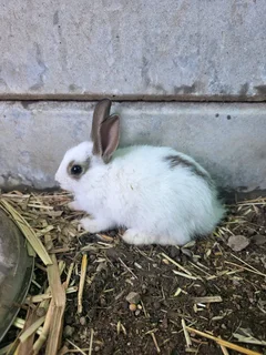 Adorable Baby English Spot Cross Bunny – 8-12 Weeks Old