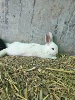 New Zealand white (mixed)