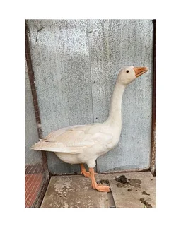 13 x geese for sale