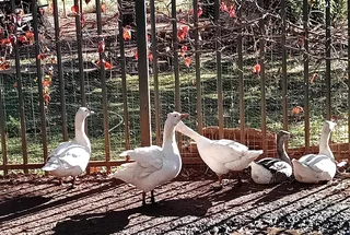 Chinese Gees for sale