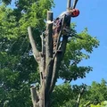 Professional Tree Felling Services & Projects