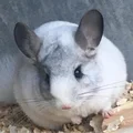 LIZE-MARI Klopper(Exotic Chinchilla's)