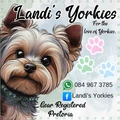 Landi's Yorkies