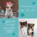 Yorkies United Kennels