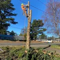 T tree felling projects