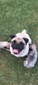 Pug Life