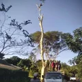 Shakeman Tree Felling